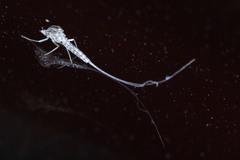 Ephemeroptera
