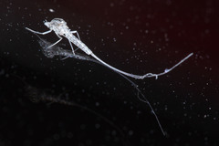 Ephemeroptera