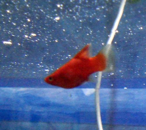 Platy