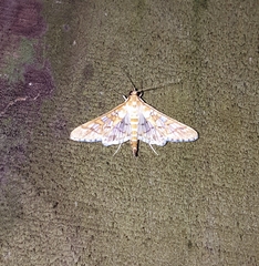 Epipagis fenestralis