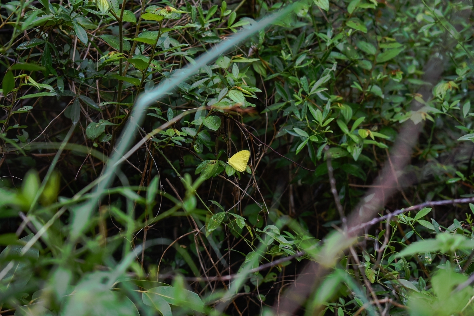 Yellow Orange-Tip