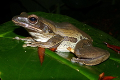 Polypedates leucomystax