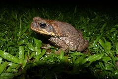 Rhinella marina