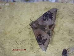 Ophisma