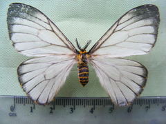 Pseudaphelia simplex