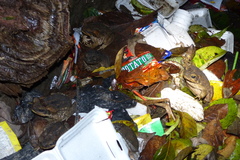 Polypedates leucomystax