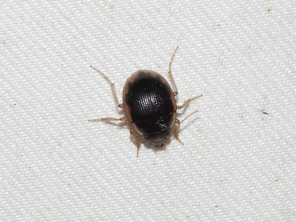 Large-lipped Round Sand Beetle