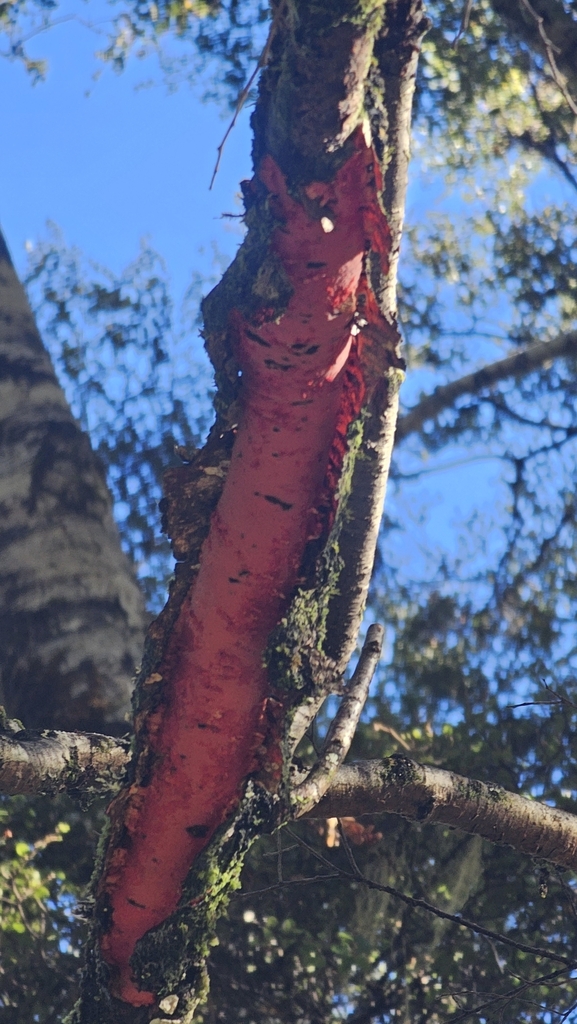 Australovuilleminia coccinea · June 2025 · photo: © henryahh (iNaturalist, cc0)
