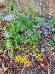 Asteroideae