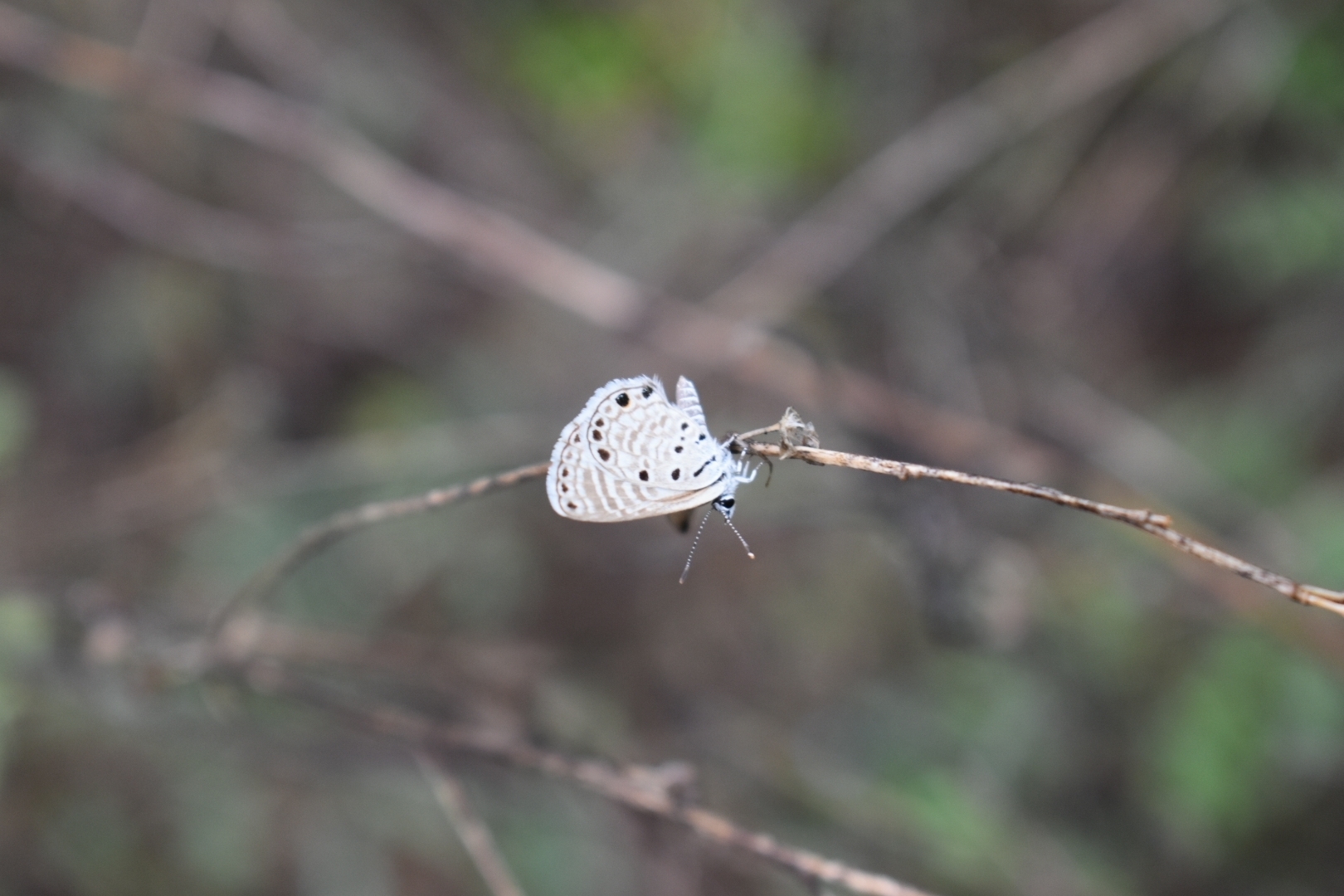 African Babul Blue