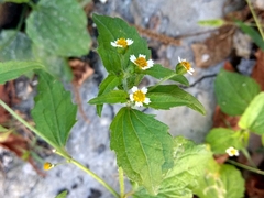 Galinsoga quadriradiata