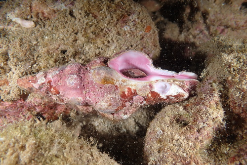 Latirus nodatus observed 2025-06-06