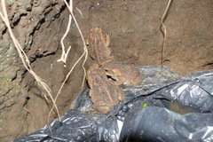 Polypedates leucomystax