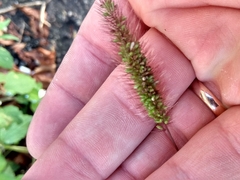 Setaria viridis