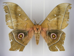 Imbrasia epimethea