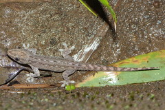 Hemidactylus frenatus