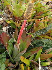 Aechmea pineliana