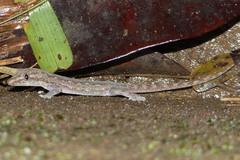 Hemidactylus frenatus