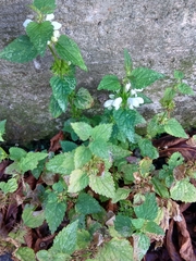 Lamium album