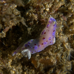 Goniobranchus thompsoni
