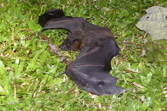 Pteropodidae
