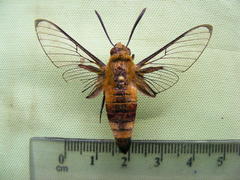 Cephonodes hylas virescens