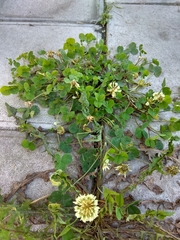 Trifolium repens