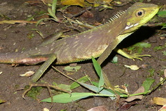 Bronchocela cristatella