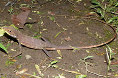 Bronchocela cristatella