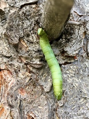 Smerinthinae