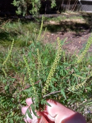 Ambrosia artemisiifolia