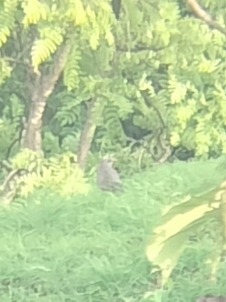 Sirkeer Malkoha (Taccocua leschenaultii), photo 7
