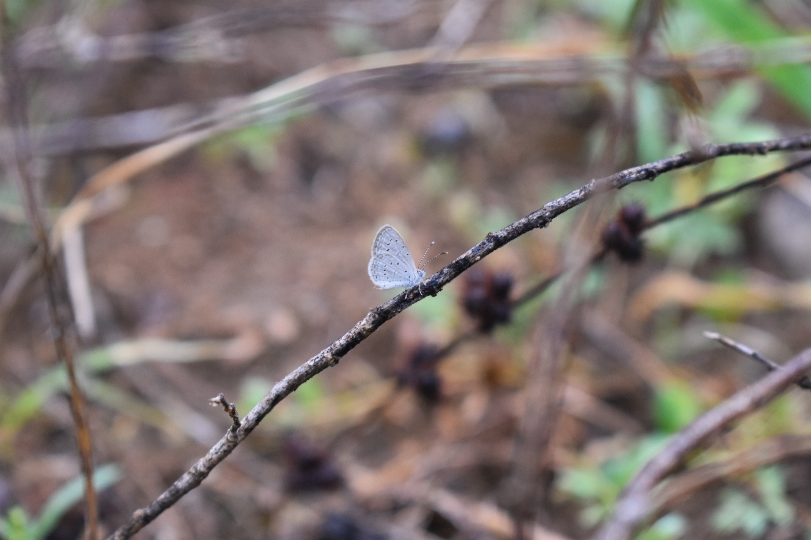 Tiny Grass Blue