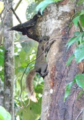Sciurus granatensis