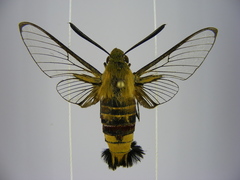 Cephonodes hylas virescens