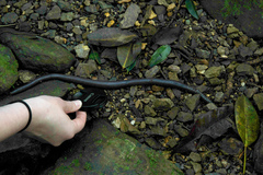 Digaster longmani