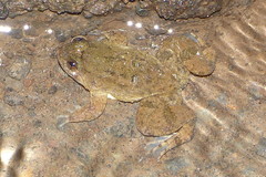 Occidozyga laevis