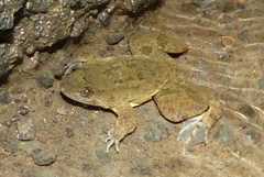 Occidozyga laevis