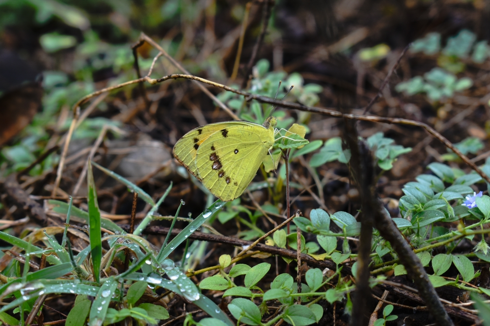 White Orange-Tip