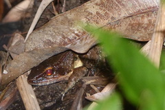 Limnonectes woodworthi