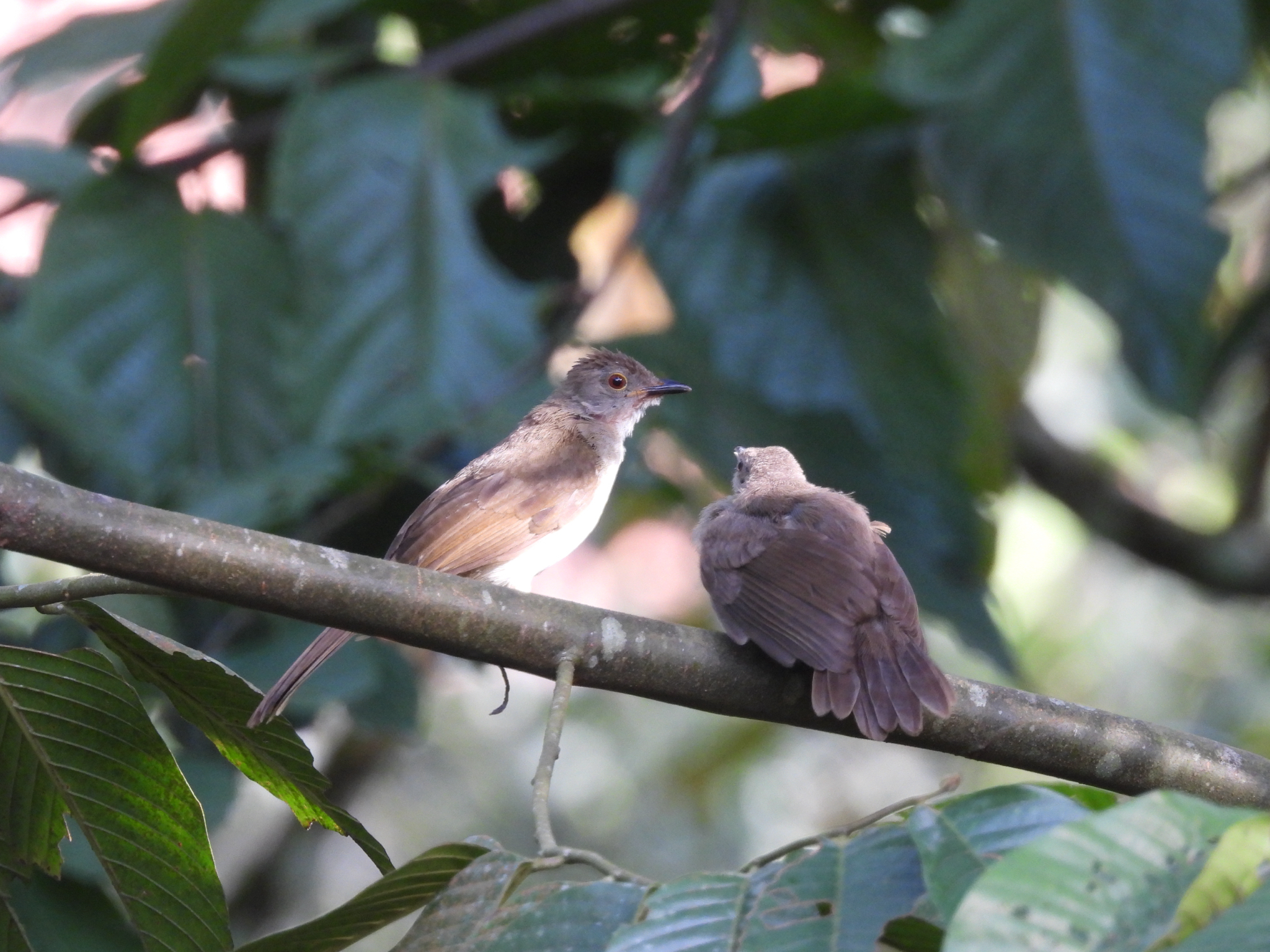 Spectacled Bulbul (Rubigula erythropthalmos), photo 9
