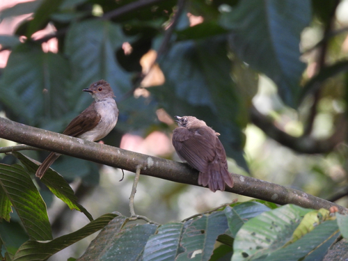 Spectacled Bulbul (Rubigula erythropthalmos), photo 8