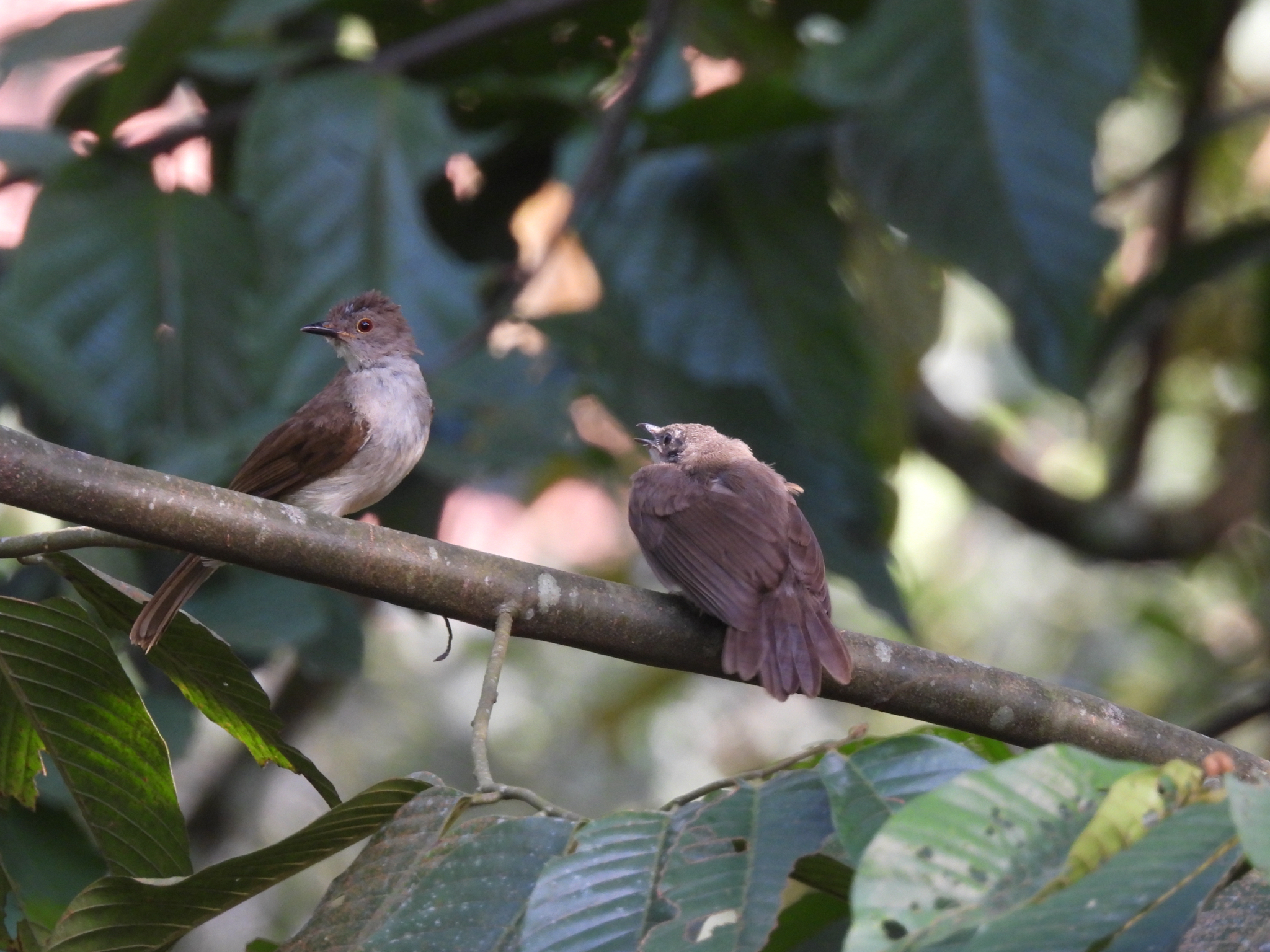 Spectacled Bulbul (Rubigula erythropthalmos), photo 8