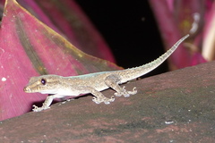 Hemidactylus frenatus