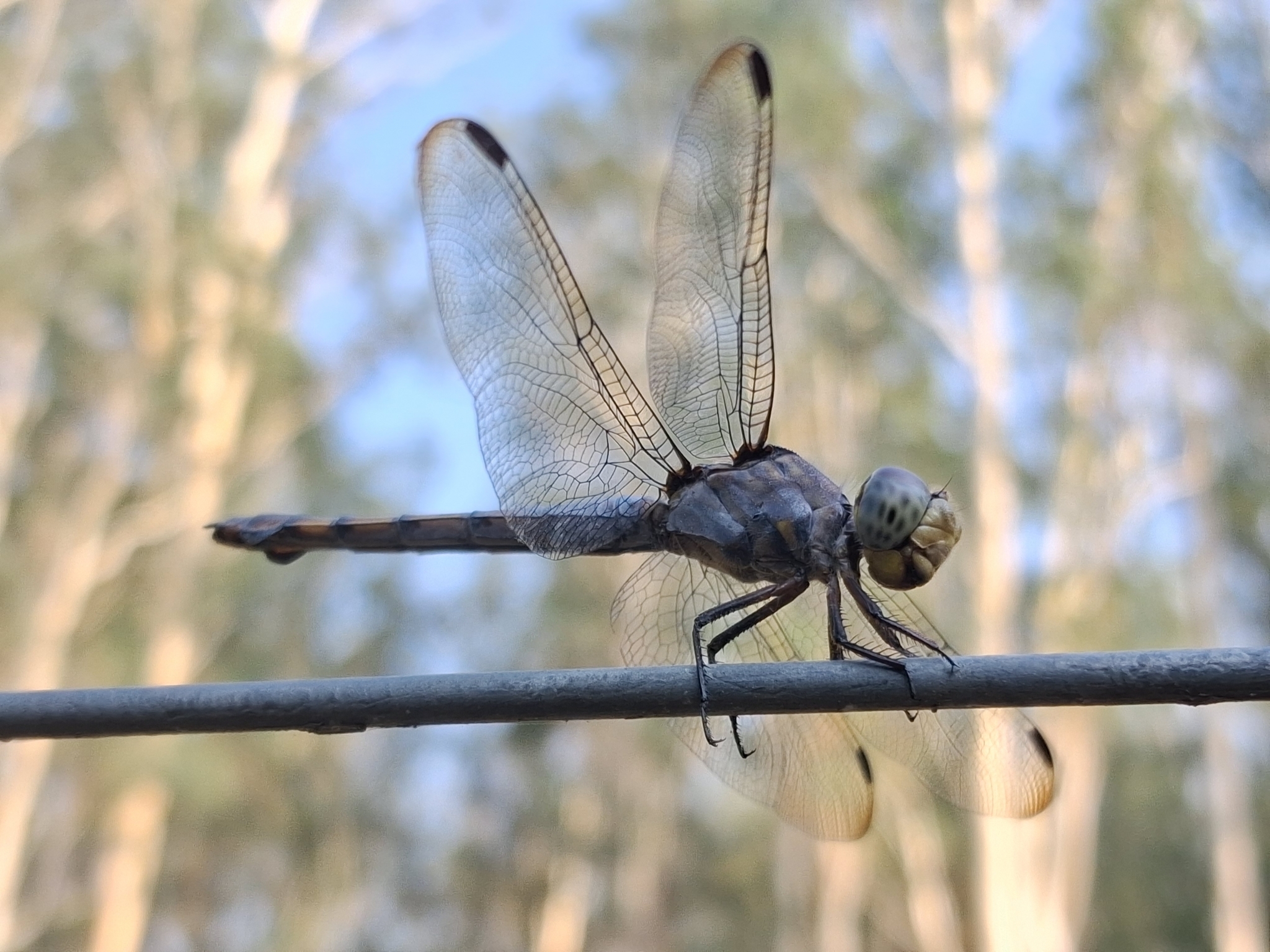 Yellow-Tailed Ashy Skimmer