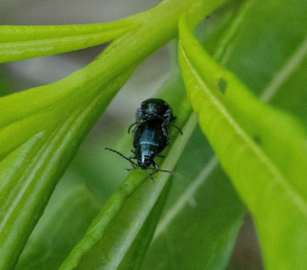 Altica chamaenerii