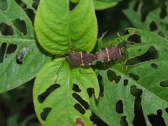 Cletomorpha simulans