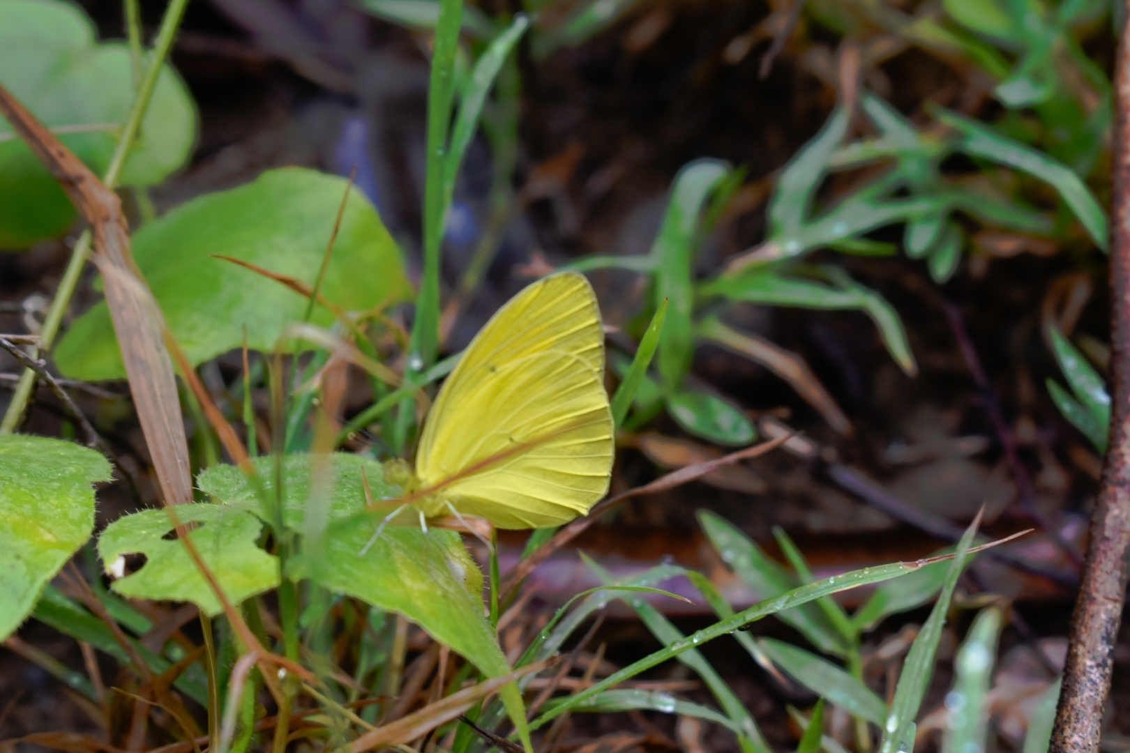 Yellow Orange-Tip