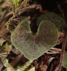 Acianthus sinclairii