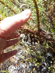 Erica plukenetii